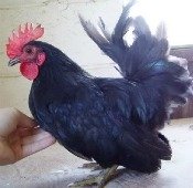The Japanese Bantam chicken
