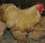 Buff Cochin Bantam