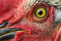 Chicken eye