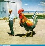 Funny chicken