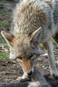 Coyotes are Chicken predators that will take advantage of unsecure settings