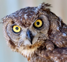 Owls like hawks are chicken predators