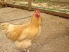 Egg laying: Buff Leghorn