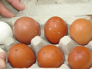 Exotic Chickens Black Copper Maran Eggs