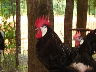 Exotic chickens White Faced Black Spanish 