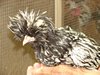 Exotic chickens Silver Laced Polish