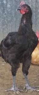 The Jersey Giant is known as the big boy of the chicken world