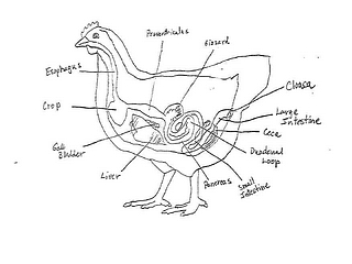 Chicken Digestive Tract Diagram