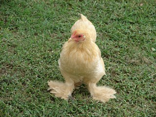 Cochin Bantam chicken