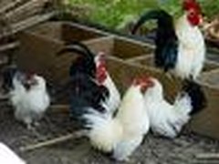 Black Tailed White Bantams