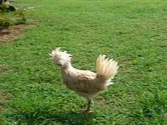 White Polish hen