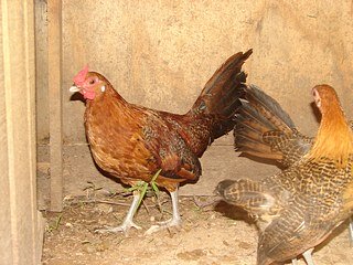 Golden Penciled Hamburg Bantam