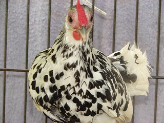 Silver Spangled Hamburg Bantam