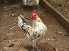 Belgian Blue Mille Fleur d'Uccle Bantam