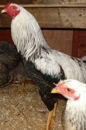 The Kraienkoppe chicken breed
