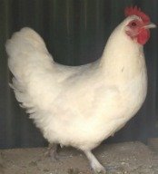 The Langshan is an Asiatic breed of chicken