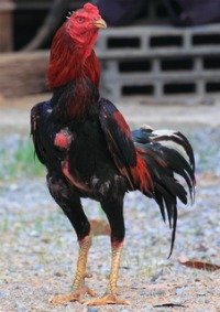 Malay chickens