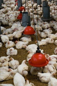 Medicated chicken feed chicken farm