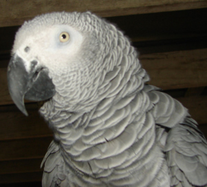 My pet chicken the African Grey