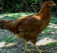 The Nankin chicken breed is a Bantam only breed