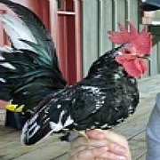 Pet names for chickens, Scout our Serama Rooster