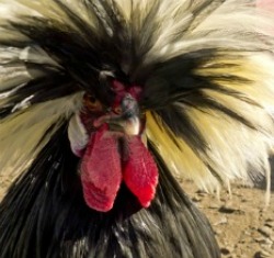 Raising Chickens Polish Top Hat