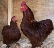 Red Cochin Bantam