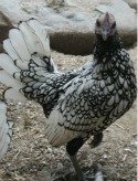 Sebright Chicken