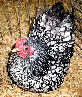 Silver Laced Wyandotte 