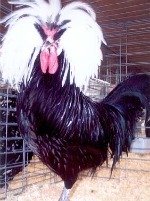 White Crested Polish Chicken