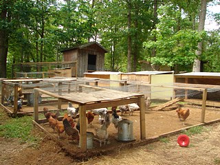 A coop with a good sized chicken run. 